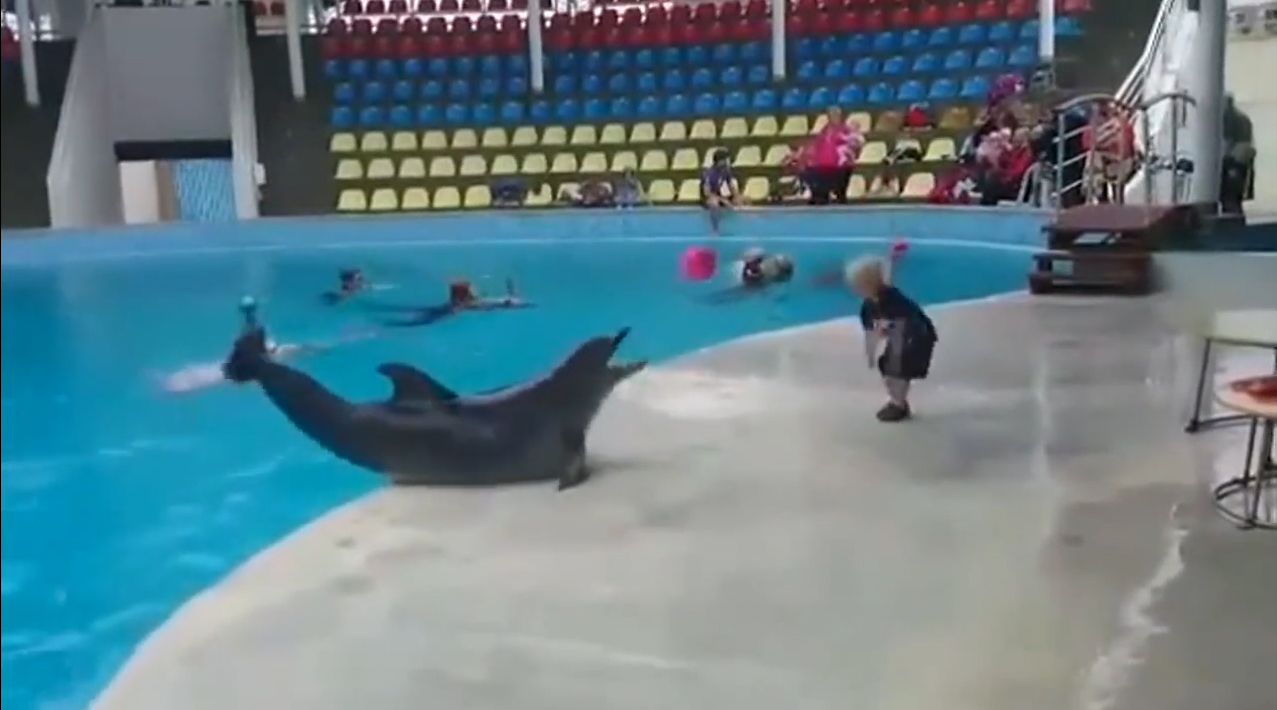 delfin-decak-igra